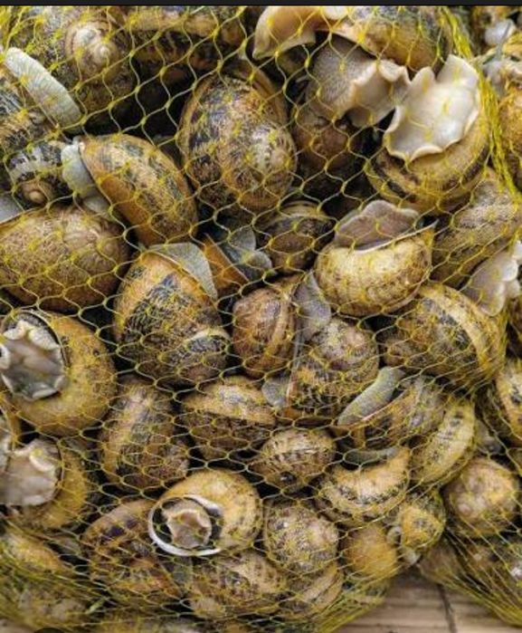 Sacas de caracoletas 5 kilos para entregas