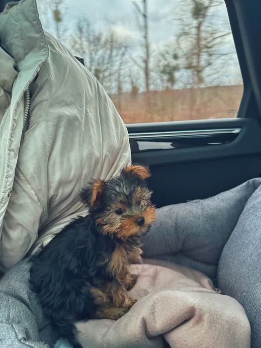 Йорк міні дівчинка преміум