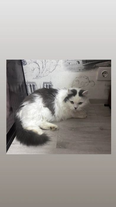 Отдам серо-белого кота, кастрирован, привит
