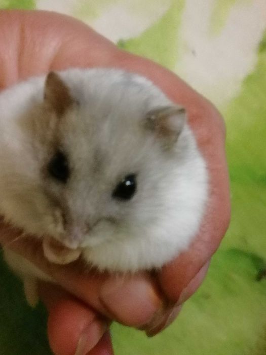 Хомячки.!  Хомяки джунгарские