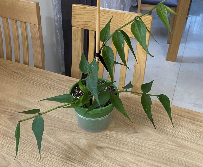 Hoya Polyneura Vietnam ze zdjęcia, kwitnie