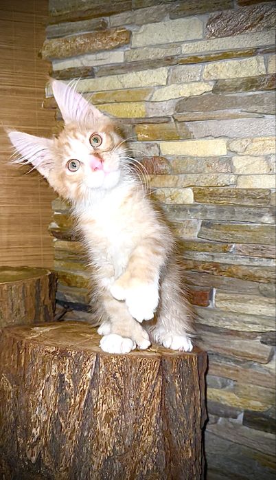 Сонячний хлопчик мейн-кун полідакт