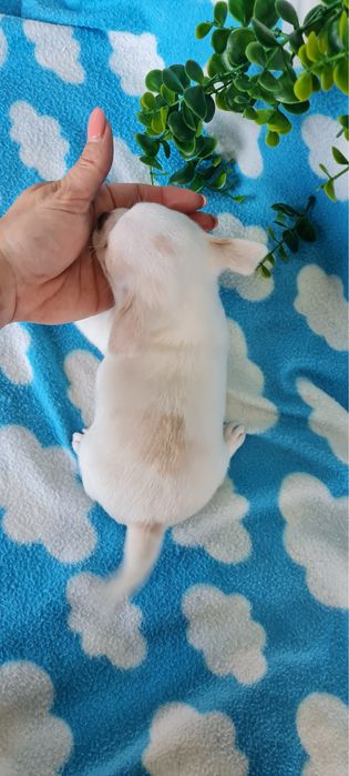 Estupendo mini menino Chihuahua/Chiuaua de Qualidade