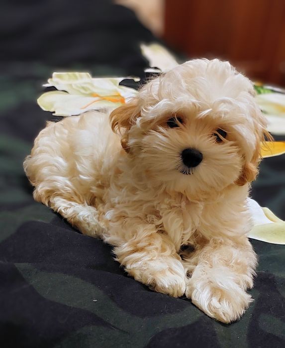 Девочка мальтипу ф1.