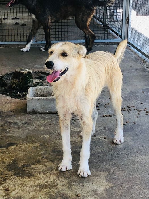 Jaerry - cao jovem de porte grande pra adoçao