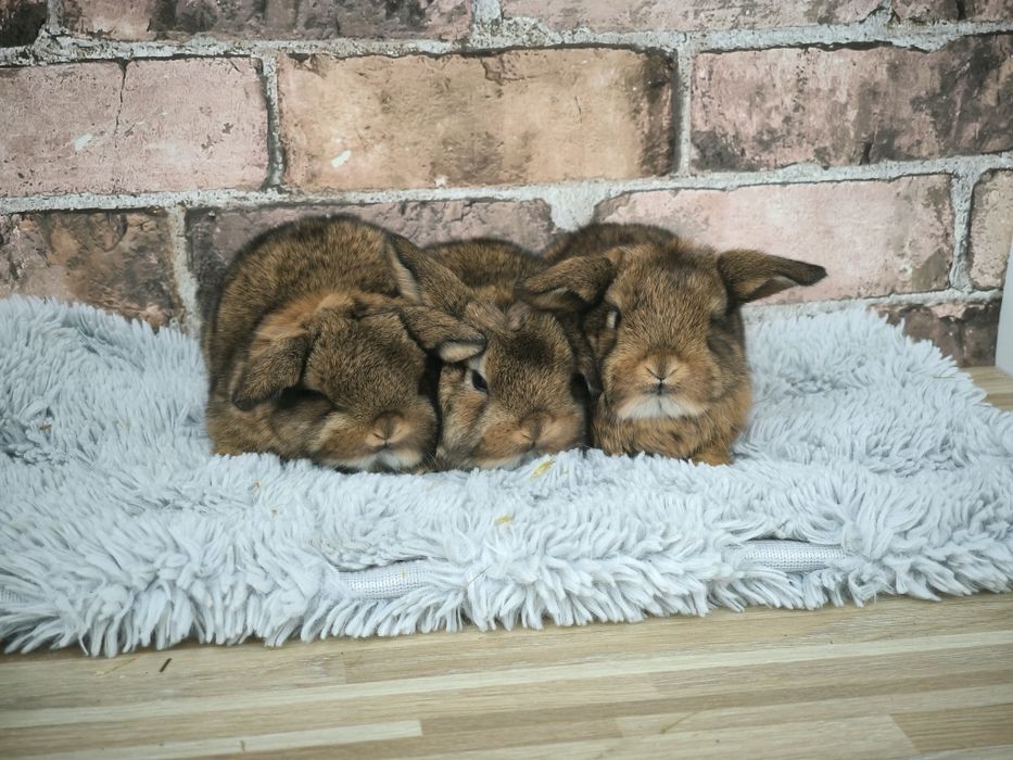 Króliczki karzełki baranki mini króliki