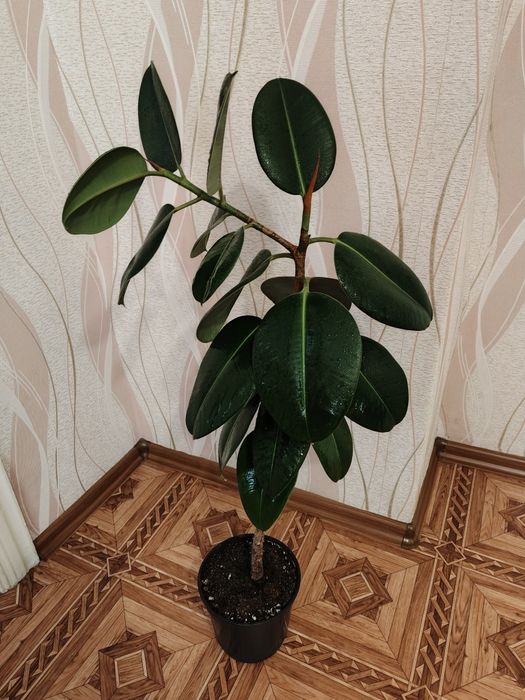 Продам комнатное растение Фикус