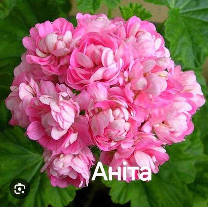 Герань пеларгонія калачики ампельна зональна зірчаста плющелиста духмя