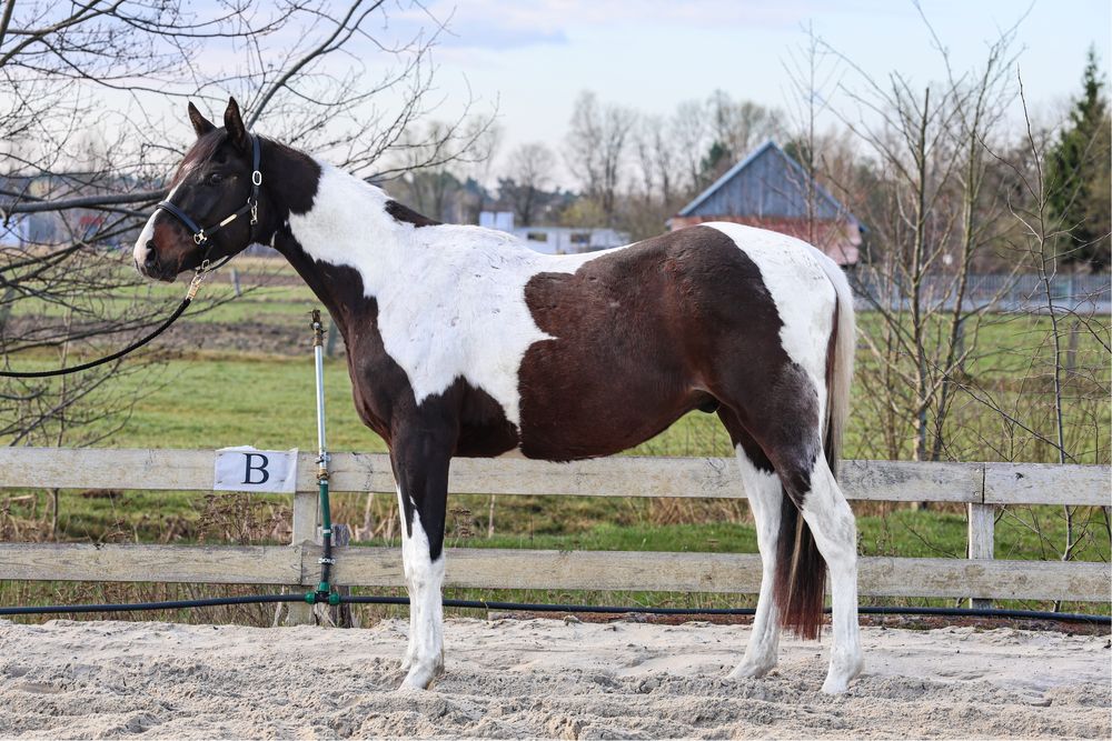 Srokaty wałach małopolski
