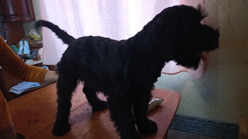 Щенки русского терьера