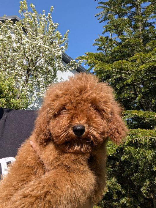 Хлопчик насичено червоний, 4,5 місяці