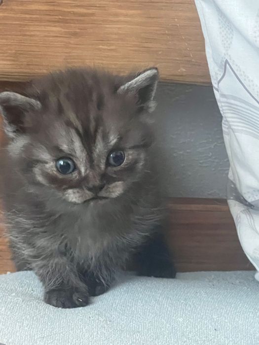 Шотландські кошенята