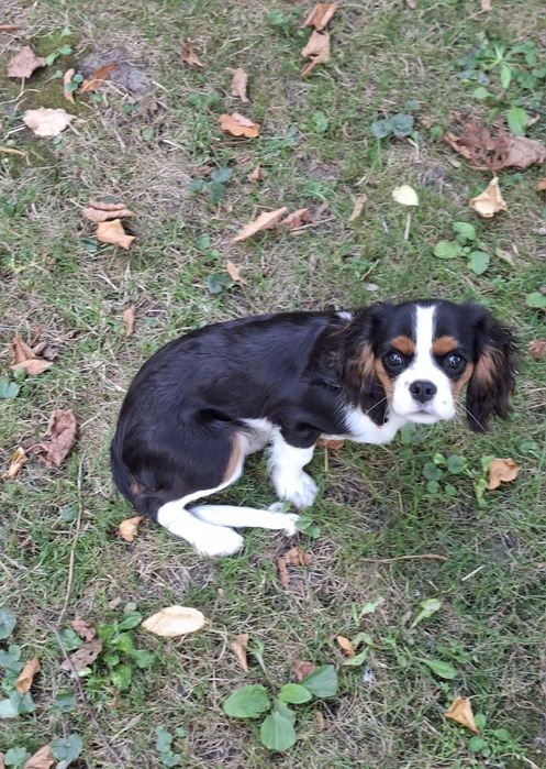 Piękny piesek Cavalier King Charles Spaniel