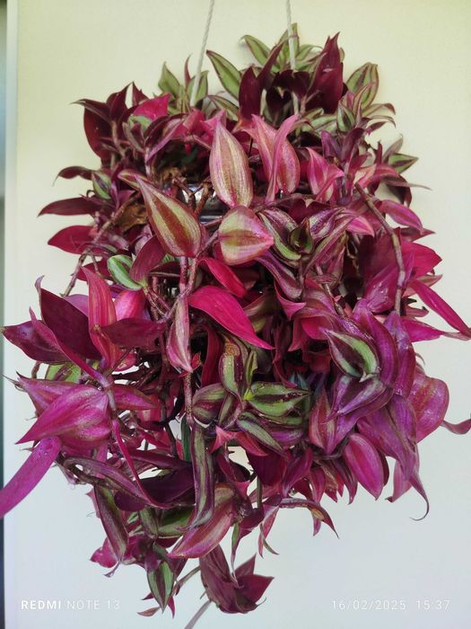 Planta de exterior _ Trandescantia Zebrinis