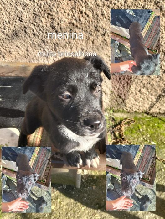 Cachorrinhos Labrador para adoção