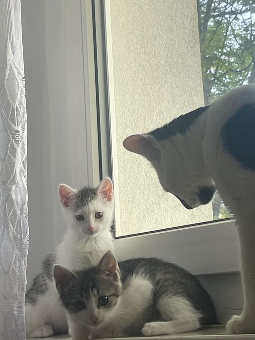 Zdrowe śliczne kotki od zaraz 2msc