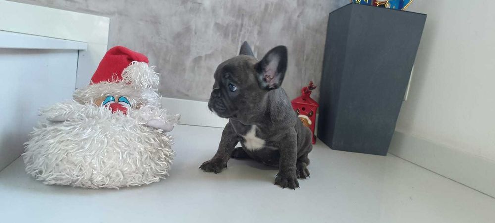 Bulldog frances azul cinza