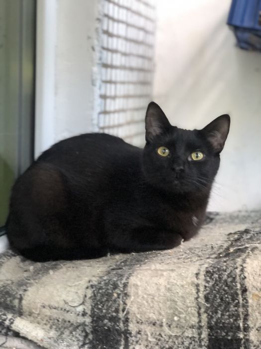 Кот 1 год Космос бесплатно