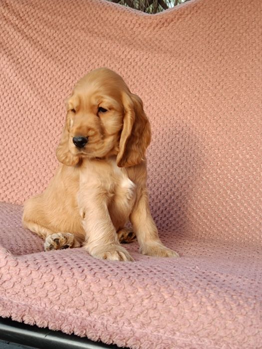 Cocker spaniel angielski Piesek !