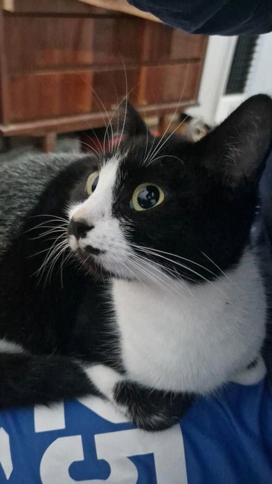 ADOÇÃO RESPONSÁVEL – Gata, 3 anos