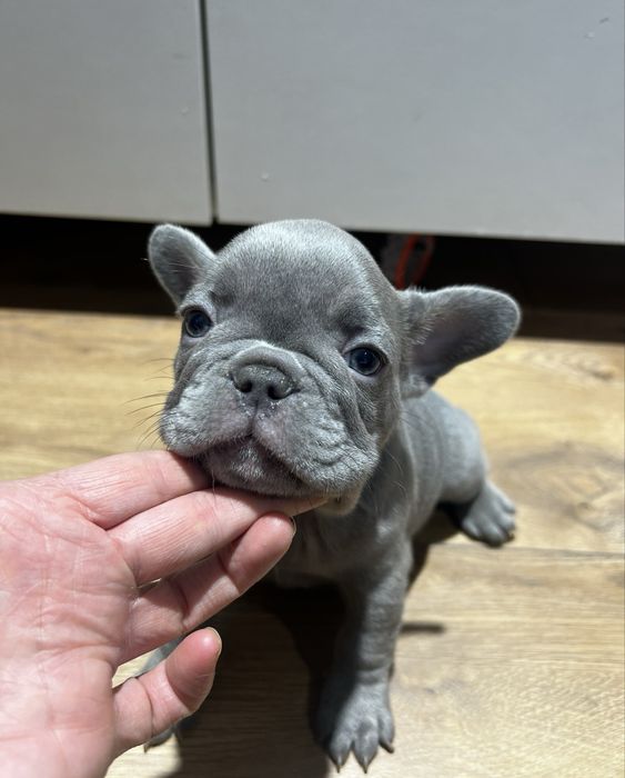 Buldog francuski Lilac lilak liliowy nie blue niebieski blekitny
