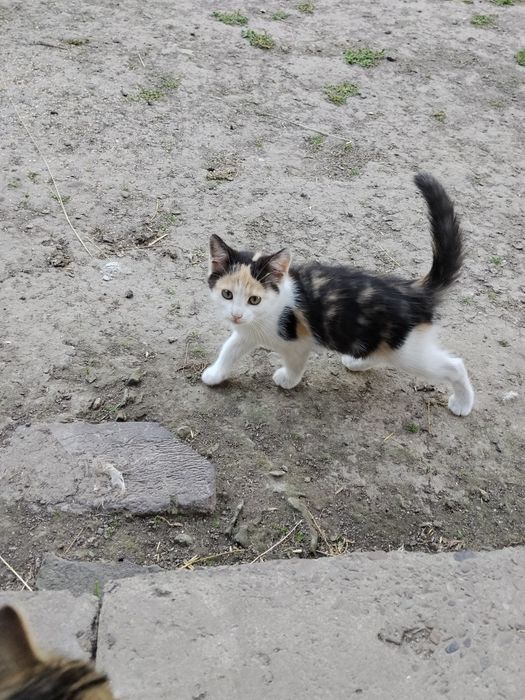 Котики в добрі руки