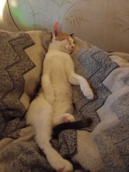 Отдам кошечку в добрые руки