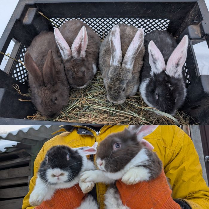 Кроленята, кролі, кролики