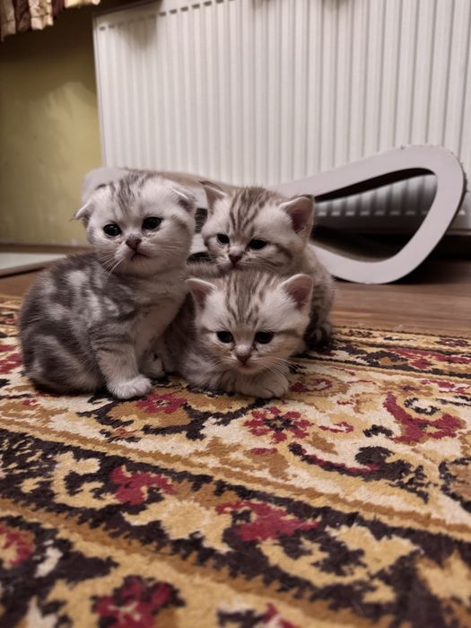 Шотландські кошенята хлопчики