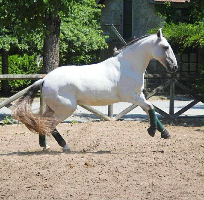 Cavalo lusitano puro - castrado