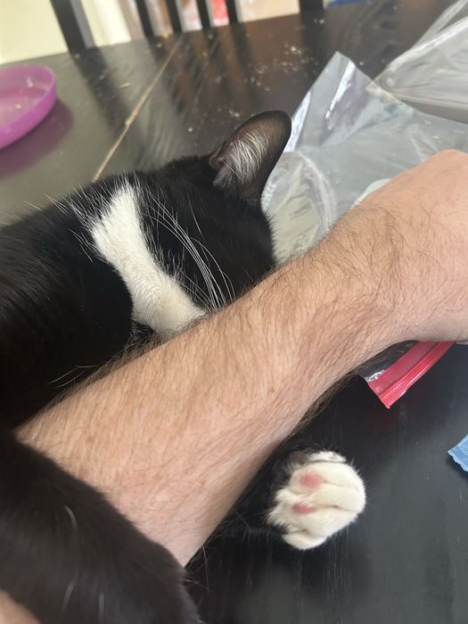 A Mavis, uma Gata especial!
