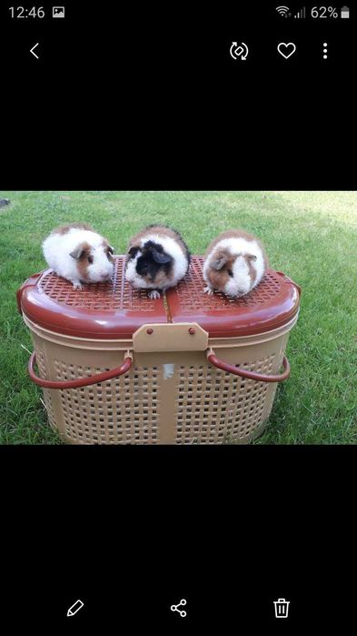 Американська Тедді