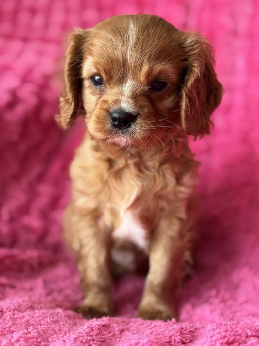 Piesek ruby- Cavalier King Charles Spaniel