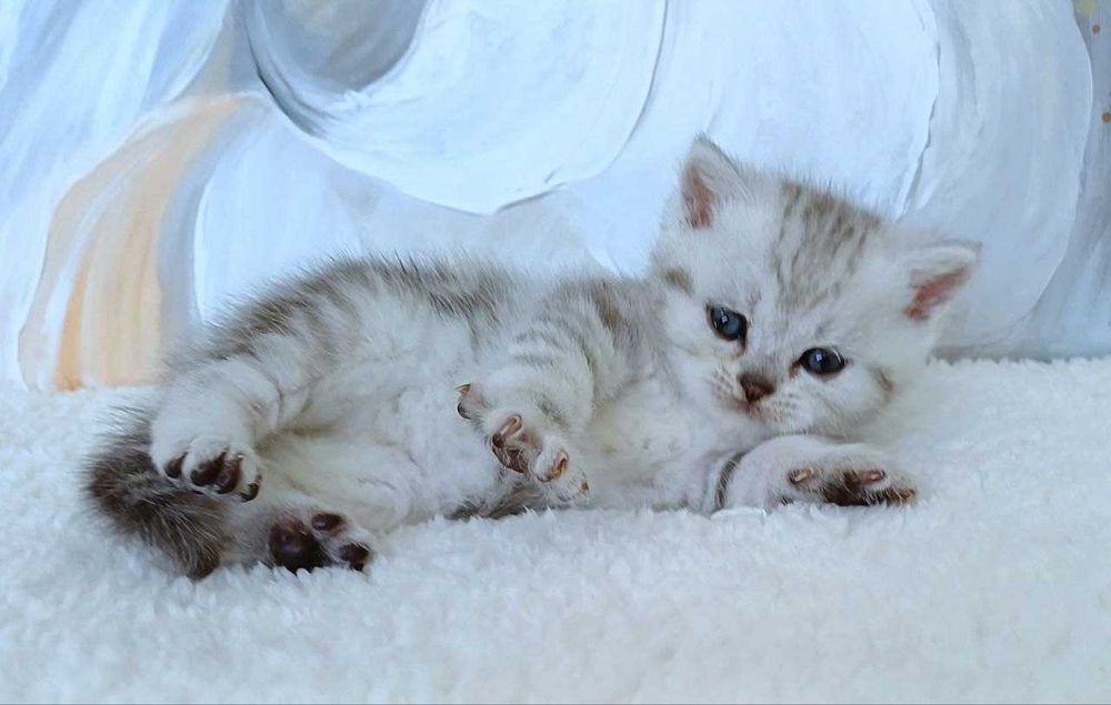 Кошенята. Маленькі карапузики Шотландські прямовухі