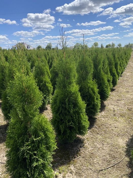 Tuja Tuje szmaragd 140 cm BRABANT GĘSTE TŁUSTE
