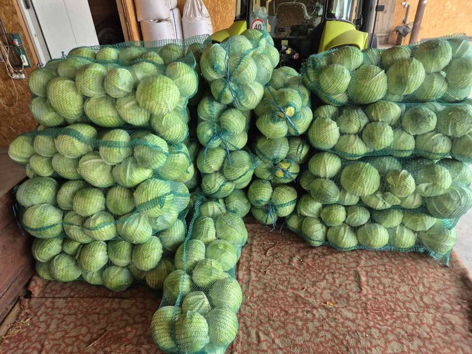 Продам білокачанну каусту