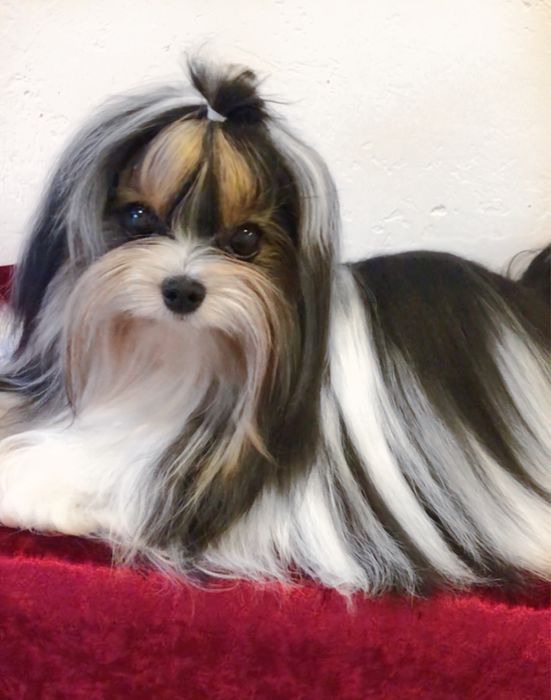 Шикарный мальчик бивер Йорк для вязок