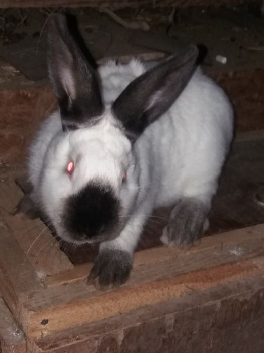 Каліфорнійські кролики