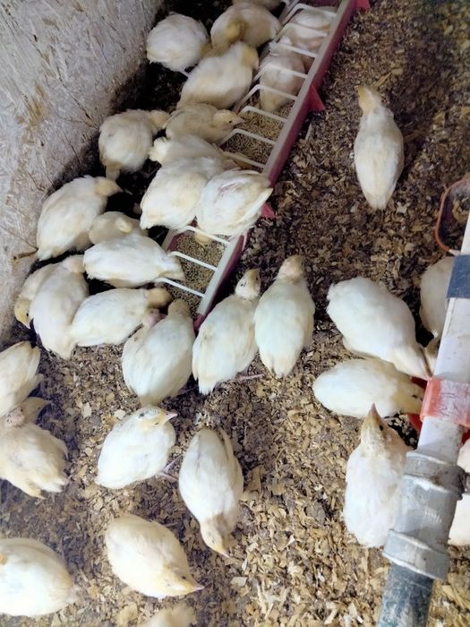 Продам молоді перепілки.