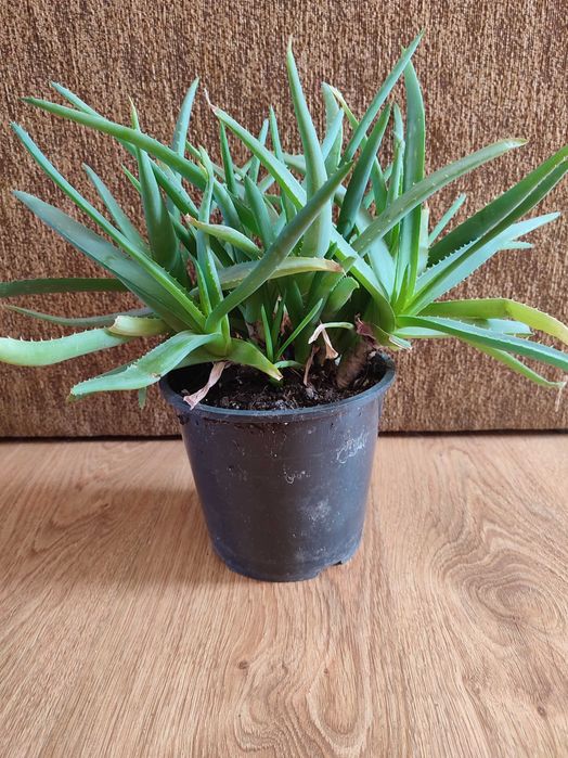 Aloes pełna doniczka