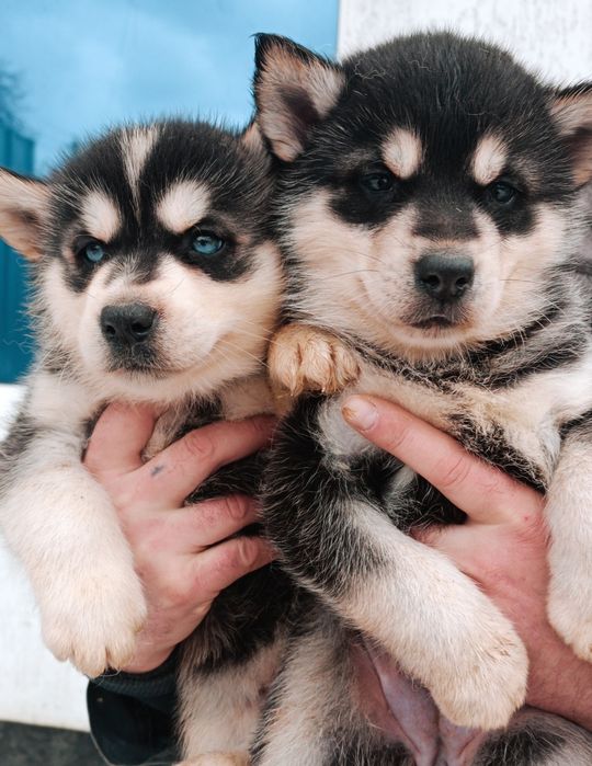 Хочемо переїхати в нову родину