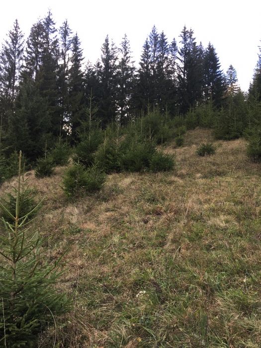 Смерека єль ялина туї бук клен мудрина ялинка