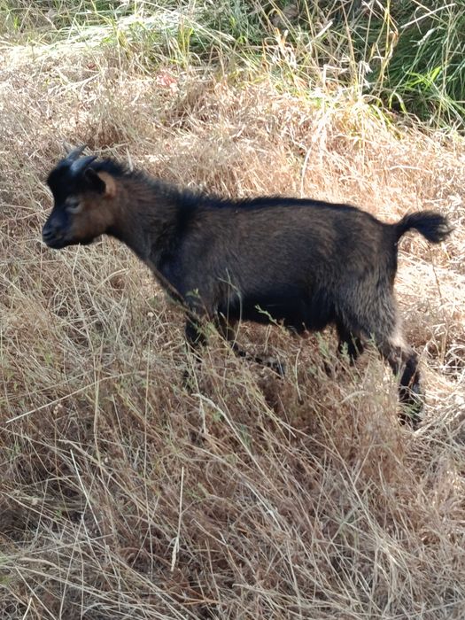 Cabrito anão macho