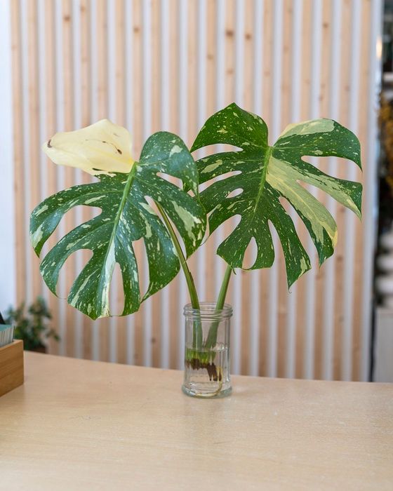 Plantas Interior (Monstera, Philodendron, ect)