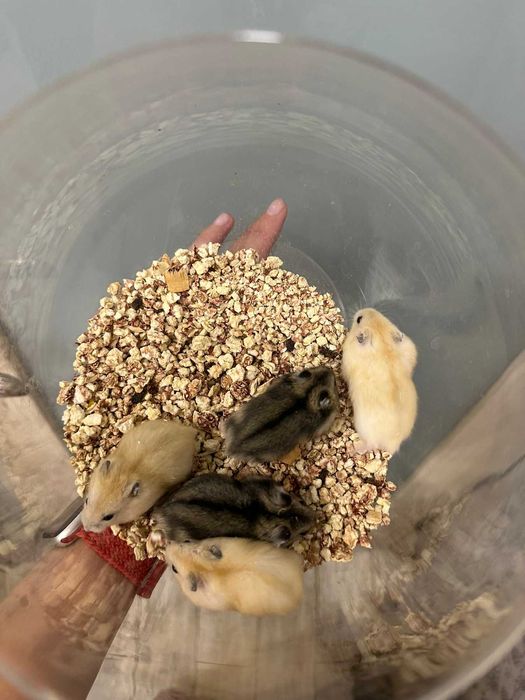 Джунгарські хом‘ячки, джунгарики карликові різнокольорові