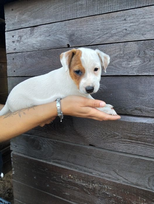 Jack Russell Terrier szczeniaki