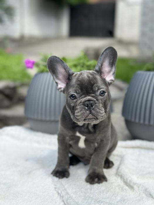 Щенки французского бульдога