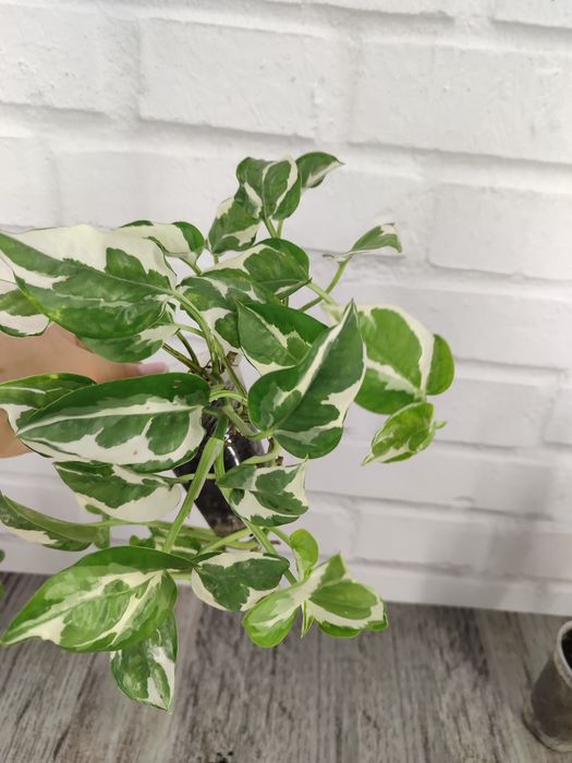 Для озеленення: сциндапсуси, епіпремнуми різних розмірів