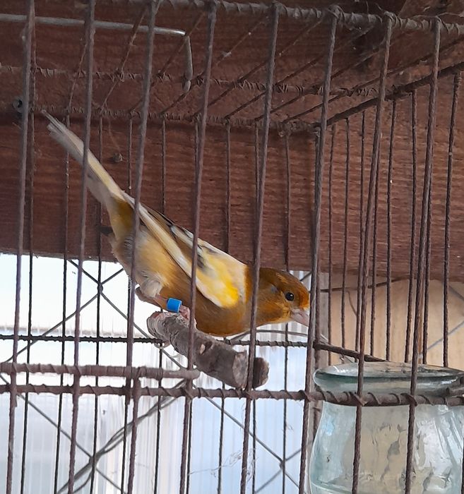 Клетки для кенарей