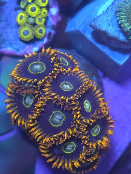 Corais de agua salgada zoantus